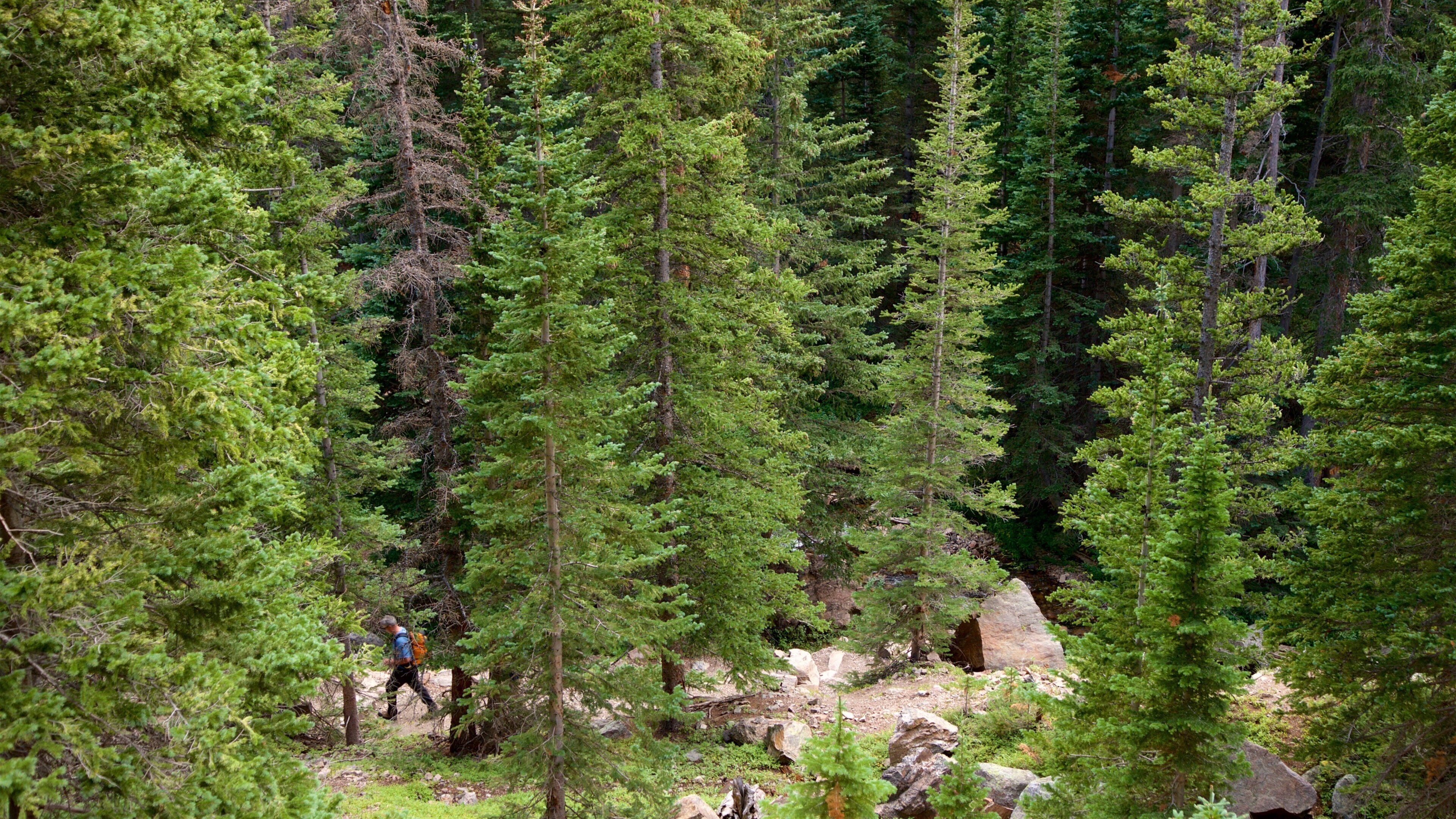 Estes Park que incluye bosques