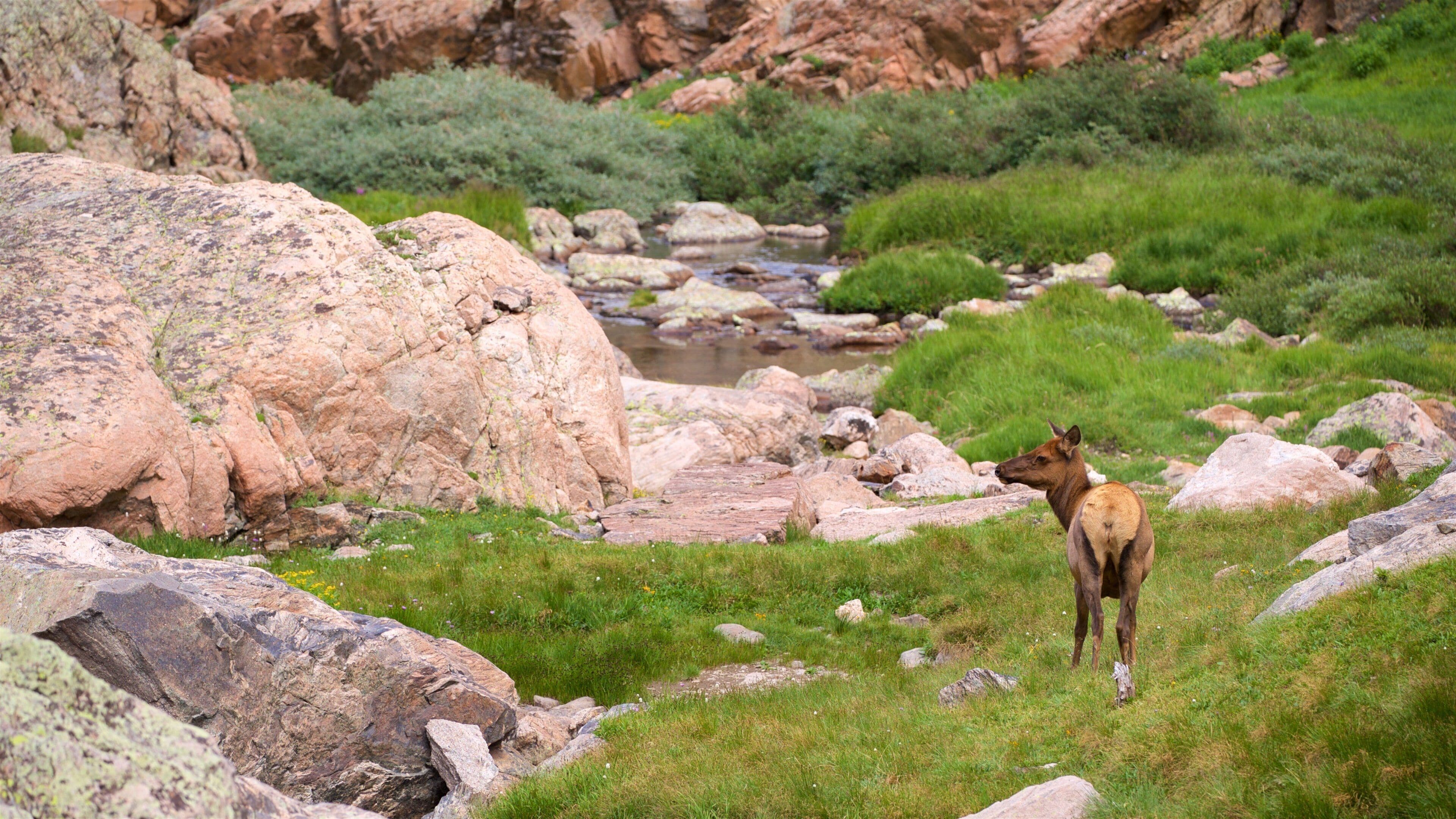 Sky Pond featuring tranquil scenes and land animals