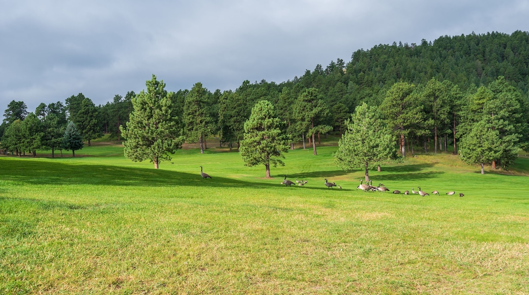 Landscape of meadow, geese, trees, hills and clouds at Dedisse Park in Evergreen Colorado