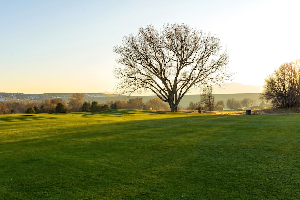 A golf course with a large tree in the center, green grass, and a hilly landscape in the background.