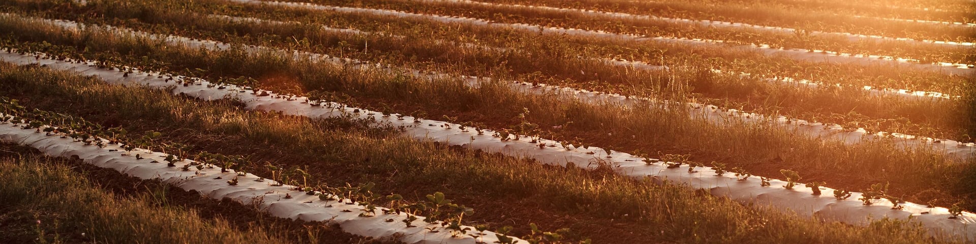 Colorado homestead farm growing strawberries in rows with mountains