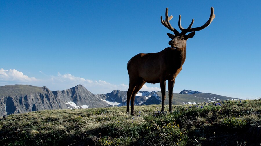 Young bull elk along trail ridge road in Rocky Mountain National Park, Colorado.