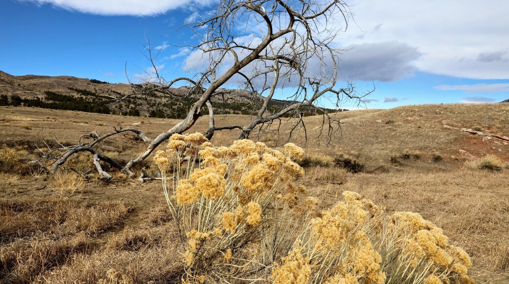Colorado northern foot hills. Was a beautiful if windy morning.