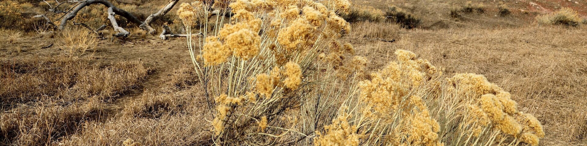 Colorado northern foot hills. Was a beautiful if windy morning.