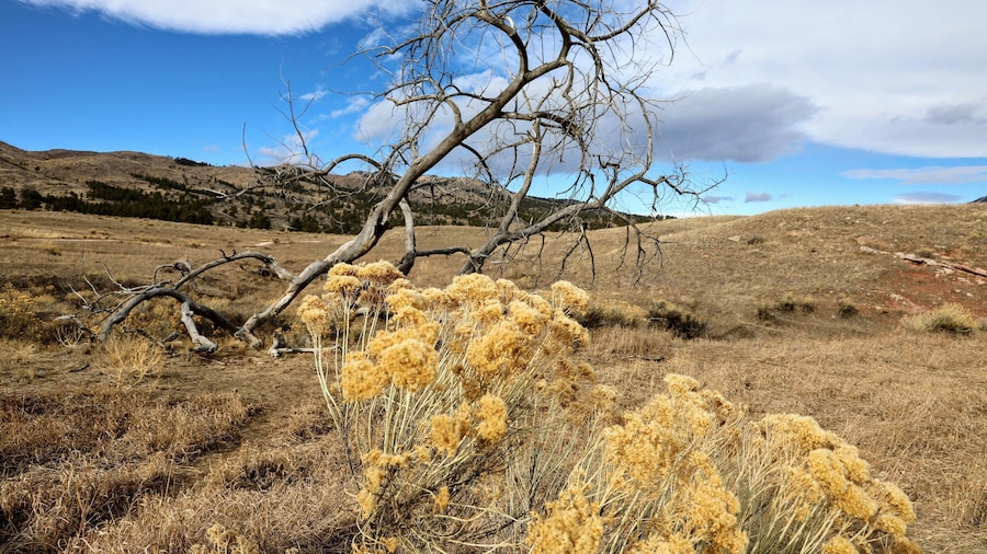 Colorado northern foot hills. Was a beautiful if windy morning.