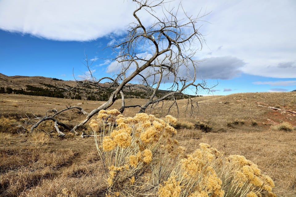 A dry, grassy landscape with a prominent dead tree and yellow flowering plants.