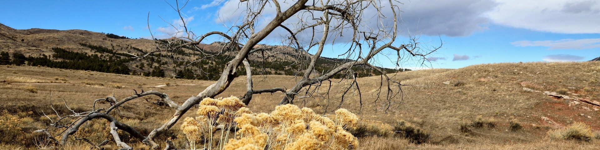 Colorado northern foot hills. Was a beautiful if windy morning.