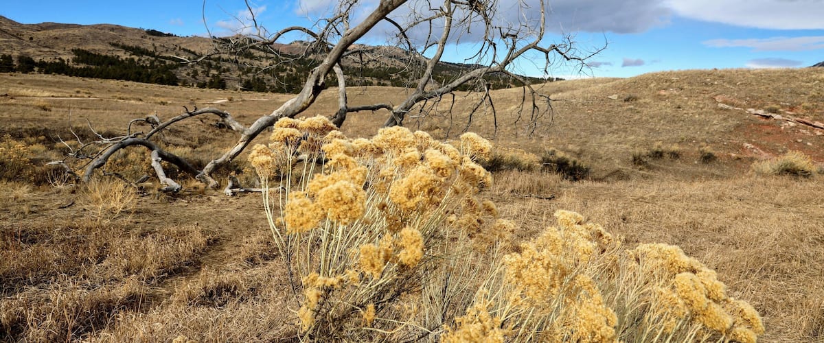 A dry, grassy landscape with a prominent dead tree and yellow flowering plants.