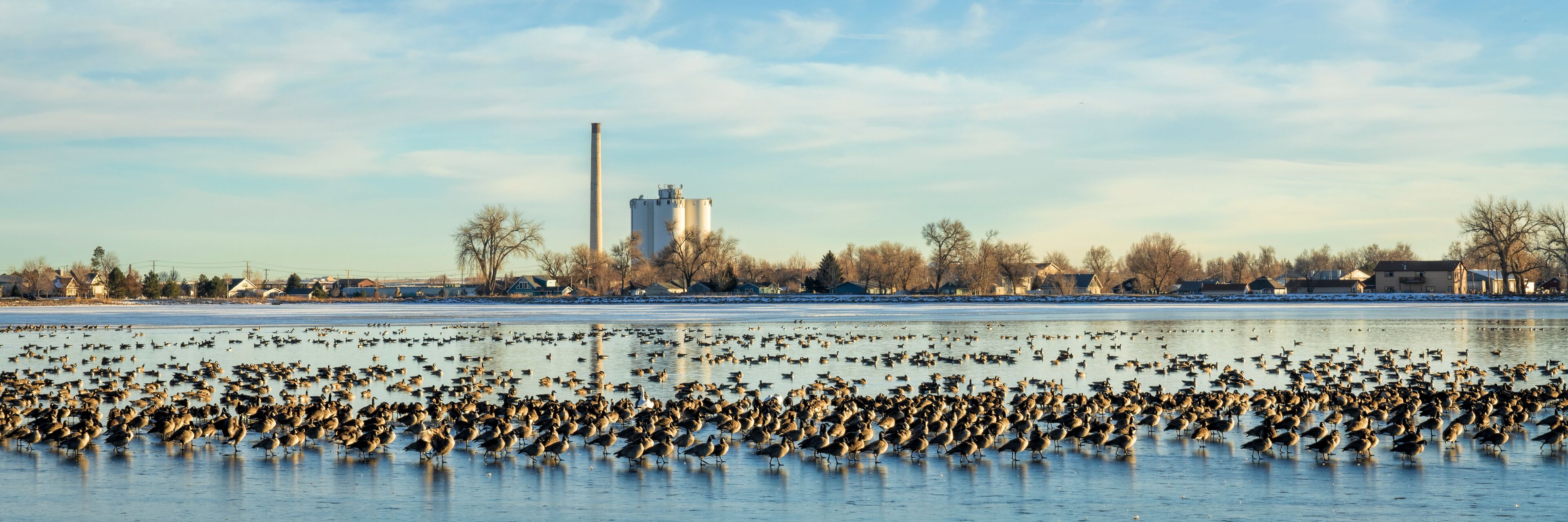 Canada Goose migration in northern Colorado
