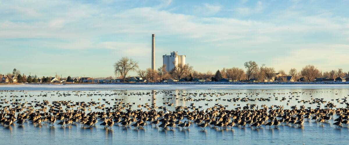 Canada Goose migration in northern Colorado
