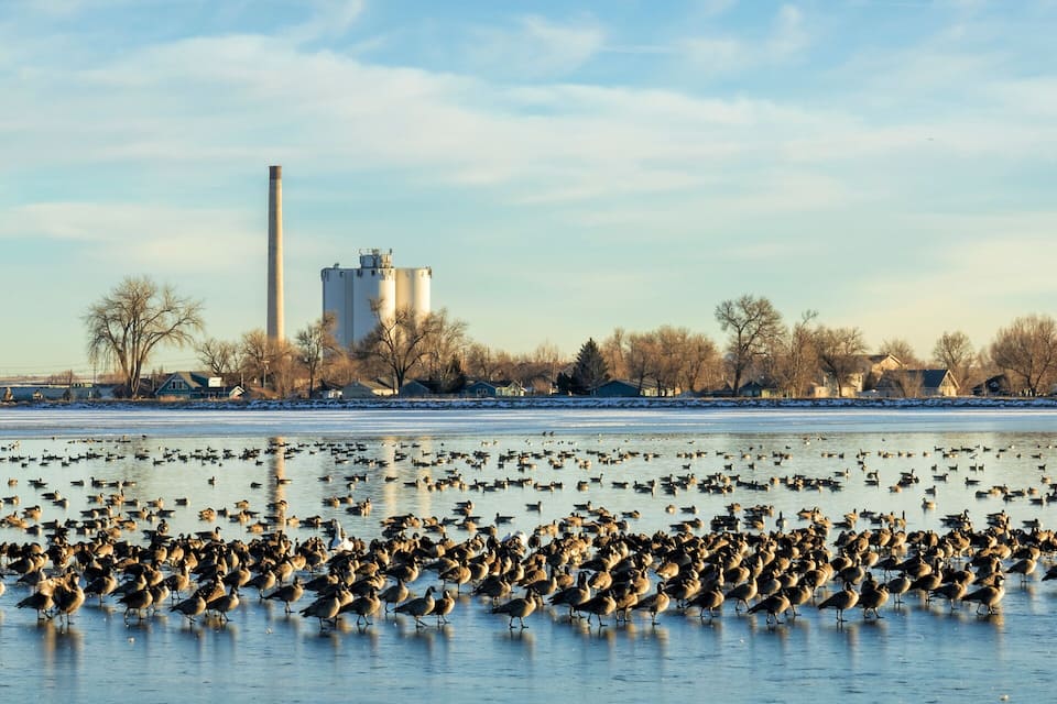 A frozen lake with numerous geese and ducks, industrial buildings, and leafless trees in the background.