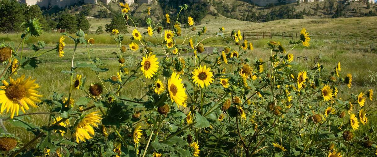 Østlige Nebraska som inkluderer villblomster, landskap og fjell