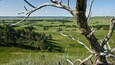 A landscape with a prominent dead tree in the foreground, a grassy field, and rolling hills in the background.