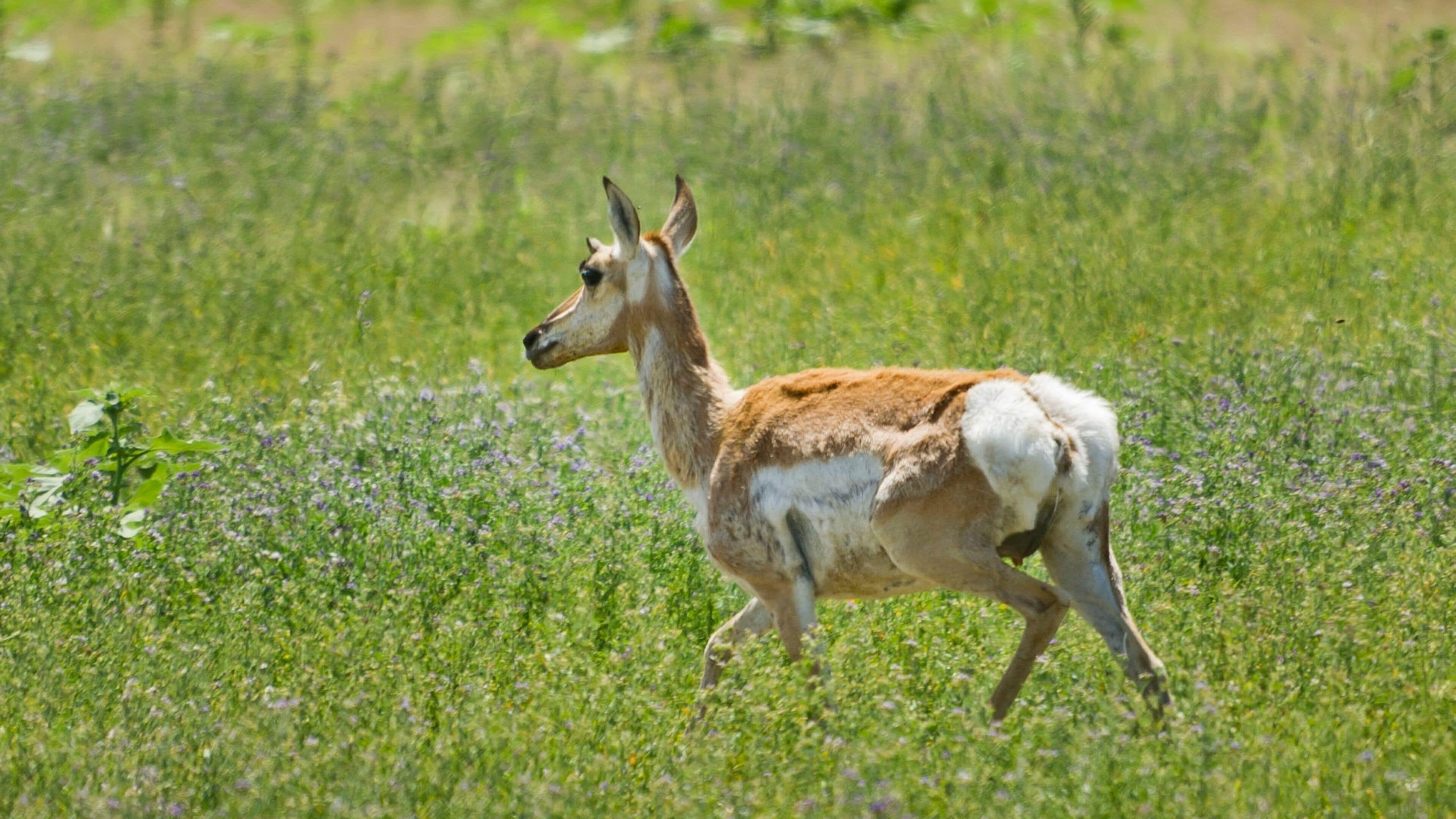 Crawford fasiliteter samt landdyr