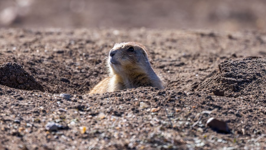 Black-tailed prairie dog
