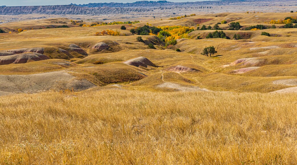 Fall Color in Sage Creek, Sage Creek Wilderness Area, Badlands National Park, South Dakota, USA