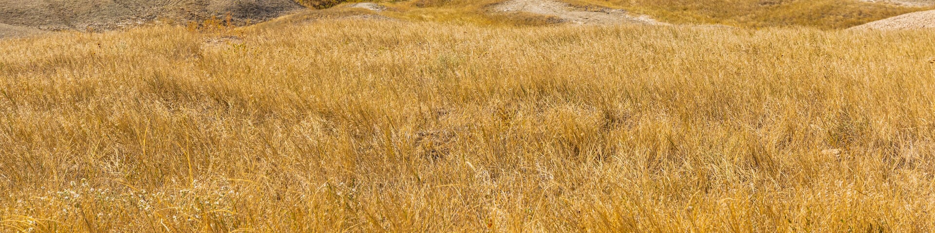 Fall Color in Sage Creek, Sage Creek Wilderness Area, Badlands National Park, South Dakota, USA