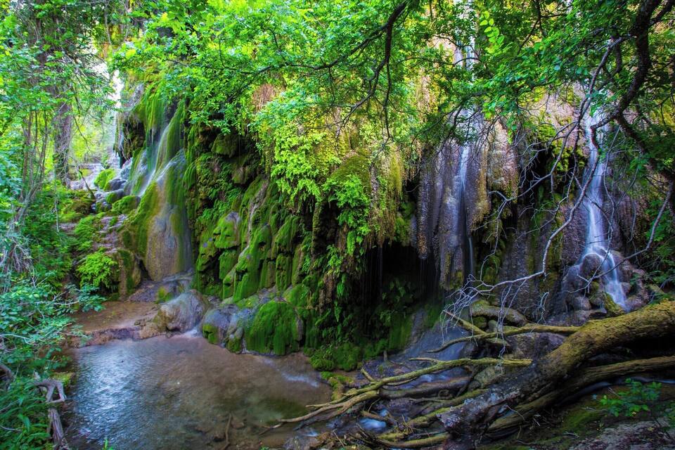 Un bosc frondós amb una cascada i un rierol.
