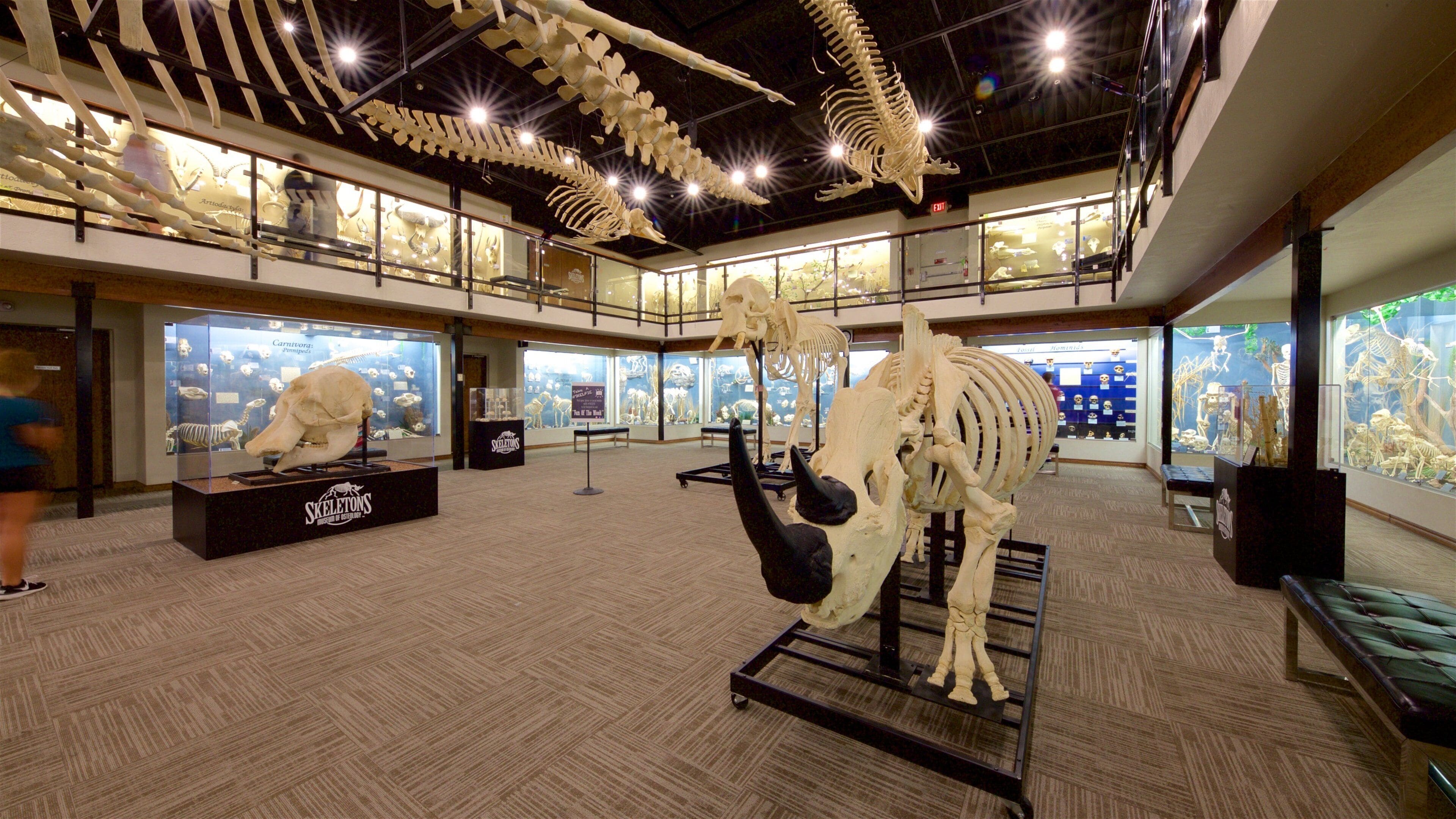 Museum of Osteology which includes interior views