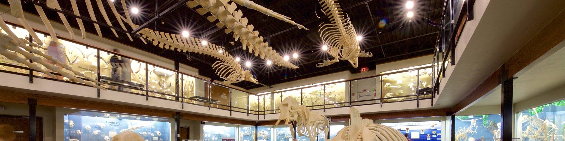 Un museo con grandes exhibiciones de esqueletos y vitrinas.