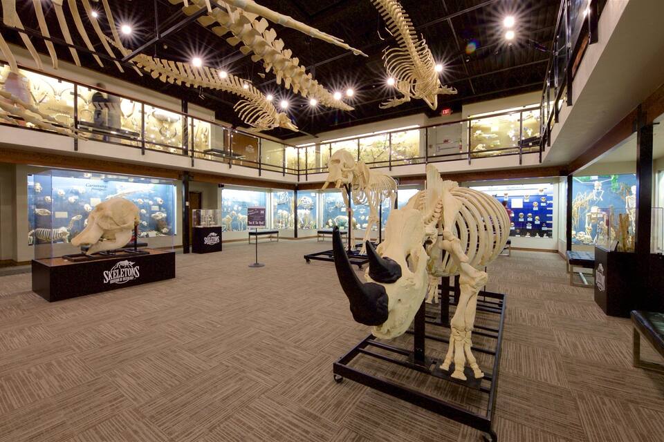 Un museo con grandes exhibiciones de esqueletos y vitrinas.