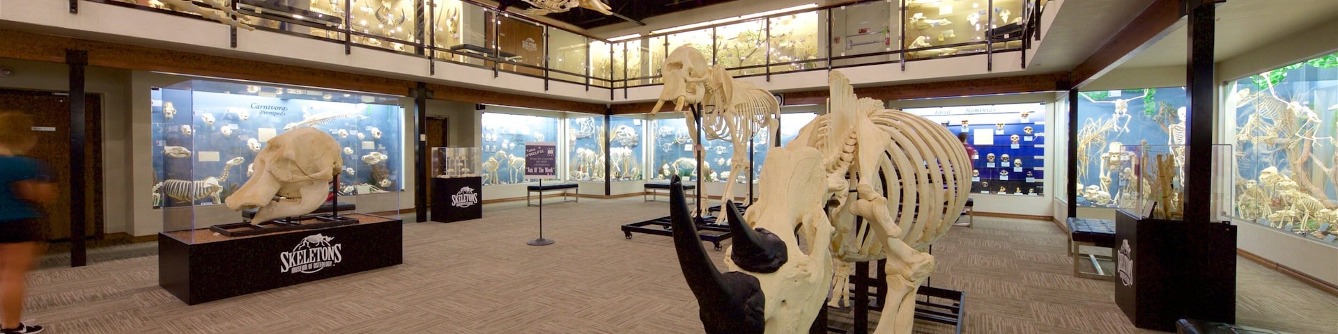Um museu com grandes exposições de esqueletos e vitrines de vidro.