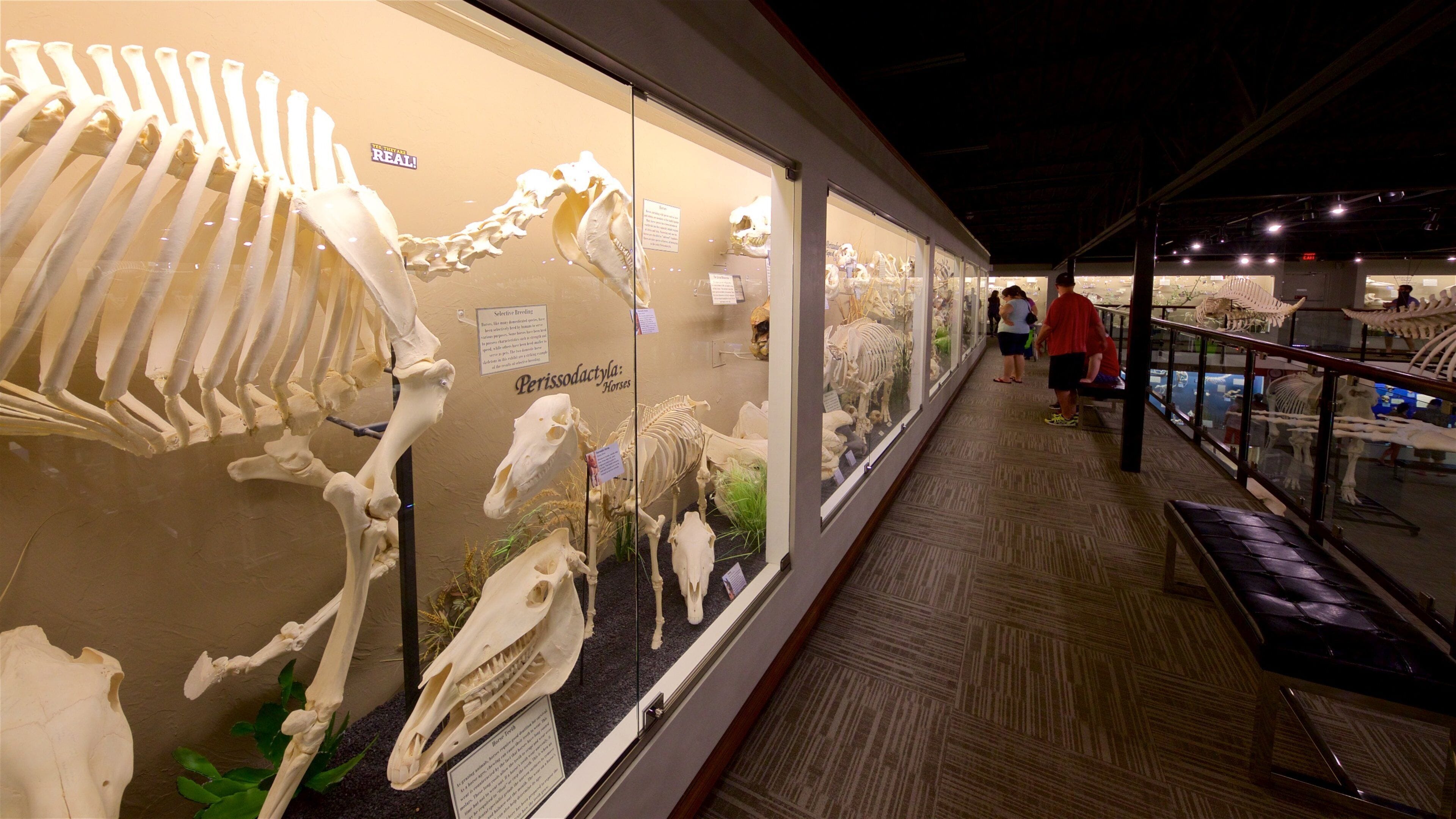 Museum of Osteology showing interior views
