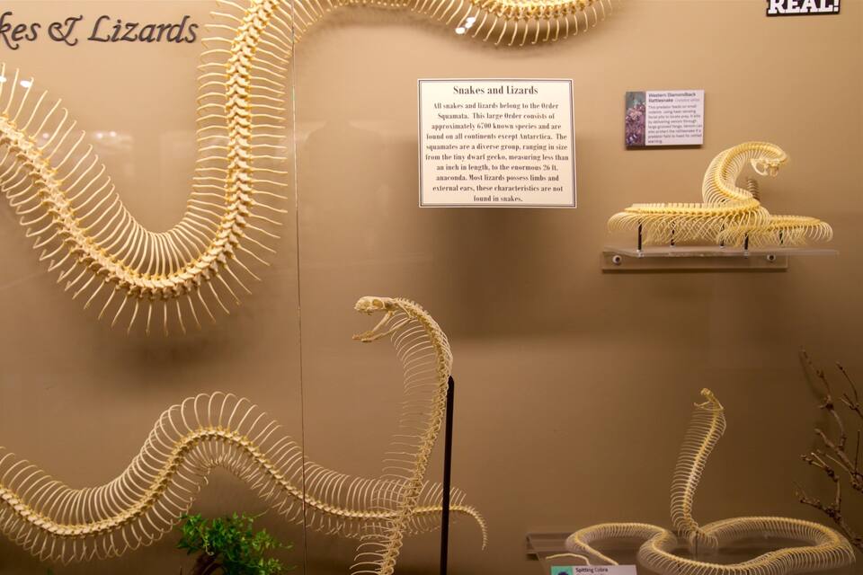Una exposición de esqueletos de serpientes y lagartos con placas informativas.