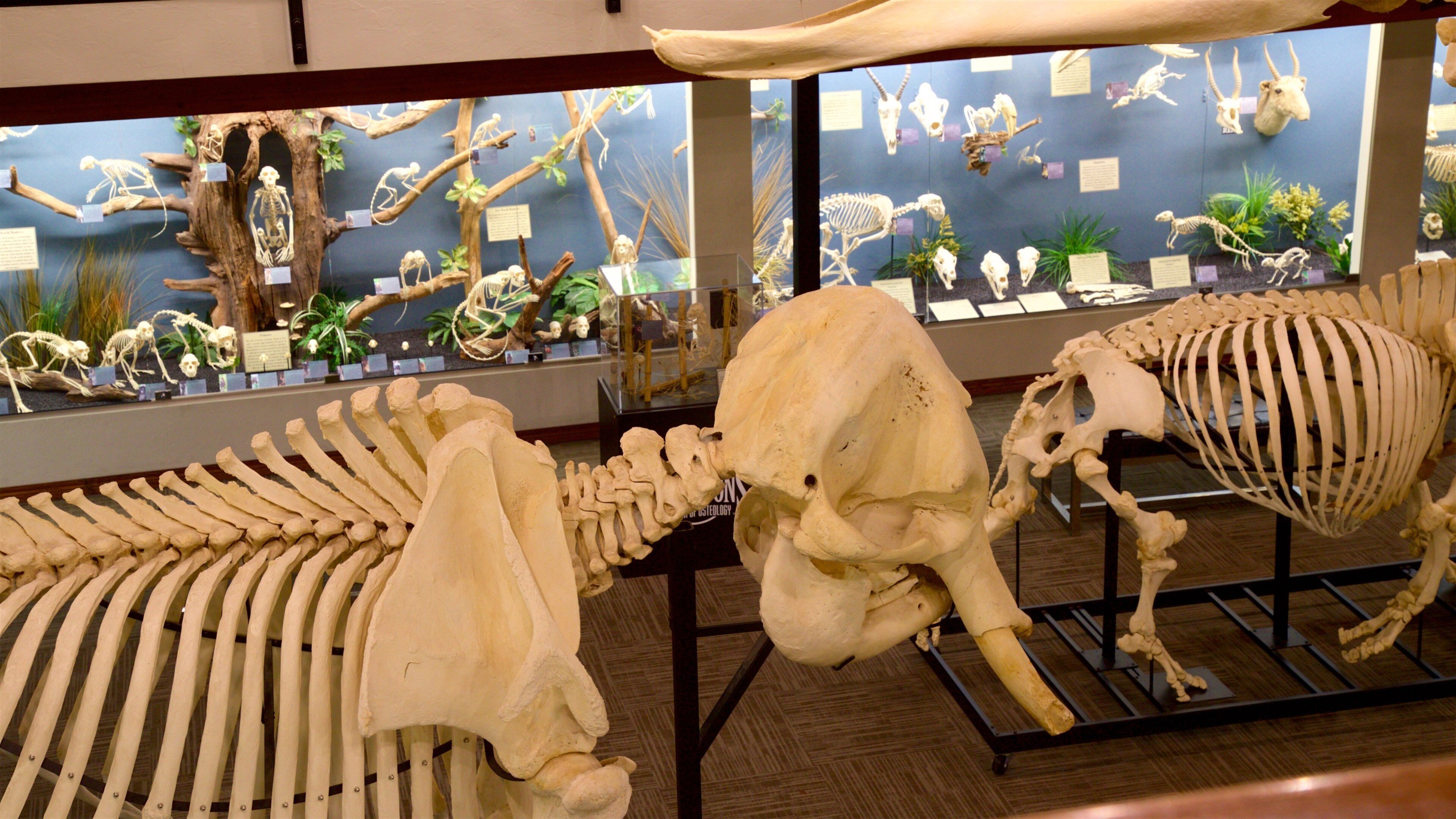 Museum of Osteology featuring interior views