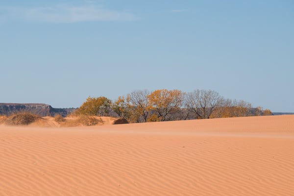 Trees and Sand Dunes in Little Sahara State Park in Waynoka, USA