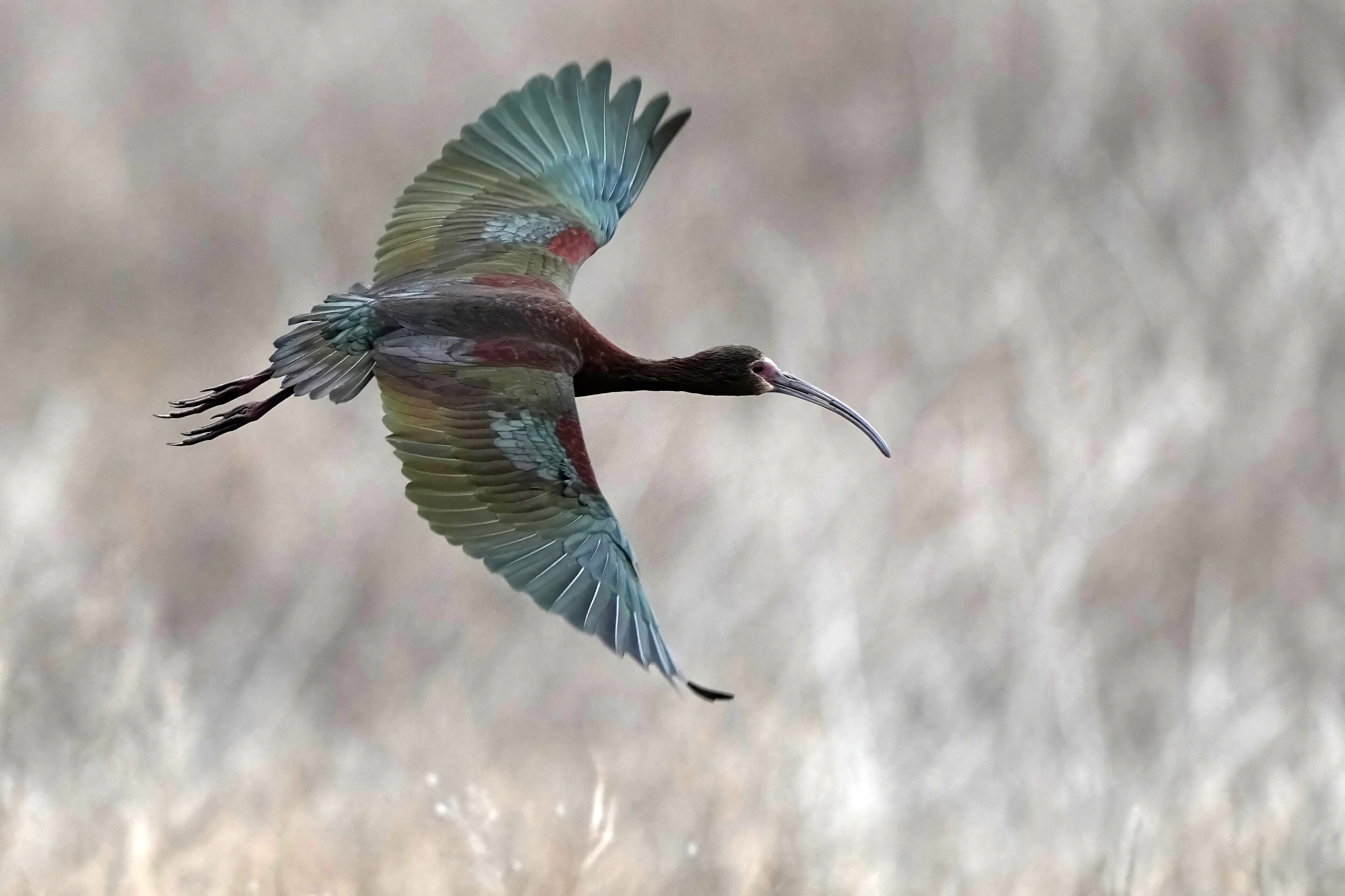 White-faced Ibis