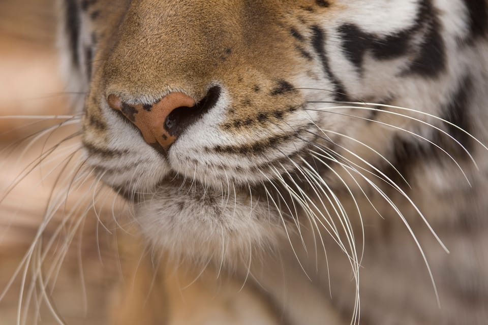 A close-up of a tiger's nose and whiskers.