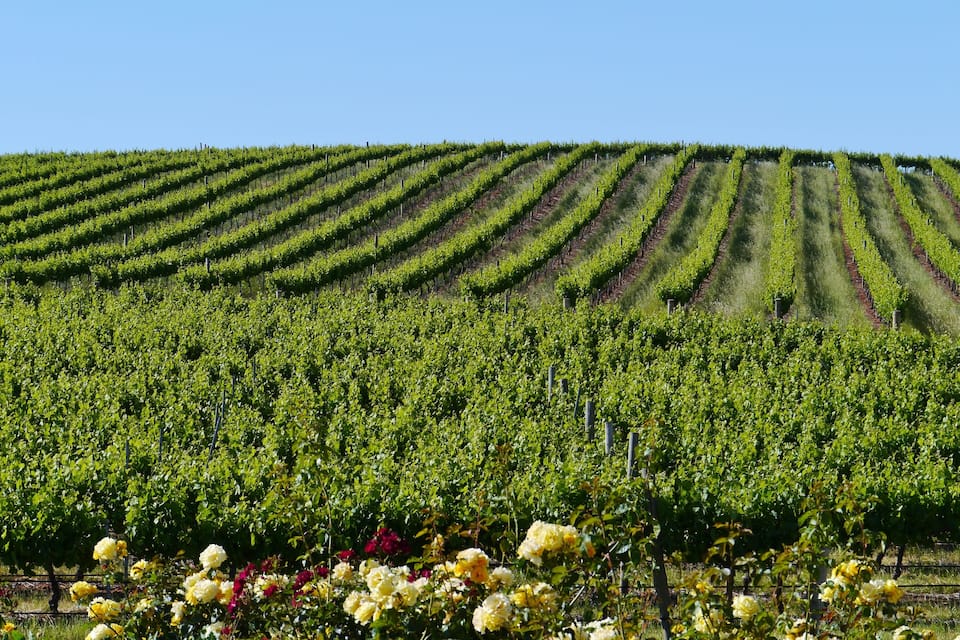 A vineyard with rows of grapevines and blooming flowers.