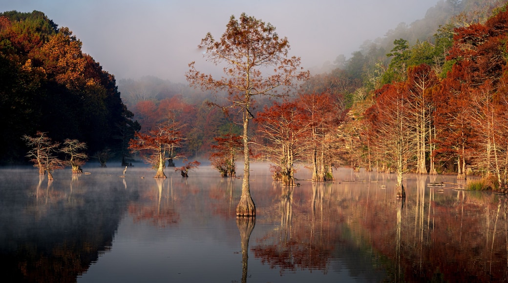 Autumn trees at sunrise growing in the Mountain Fork river in Beavers Bend State Park, Broken Bow, OK
