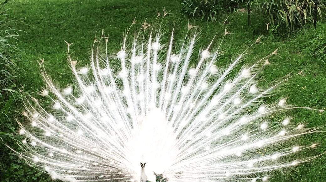 Love is peacock! Can I take him home? #peacock #arkansas #gentryzoo