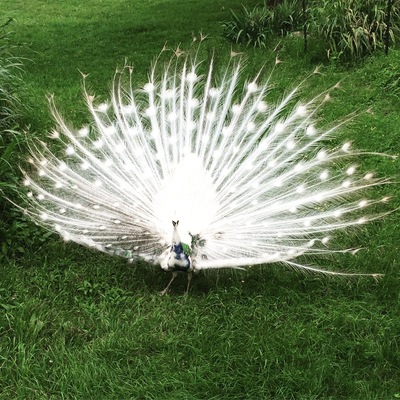 Love is peacock! Can I take him home? #peacock #arkansas #gentryzoo