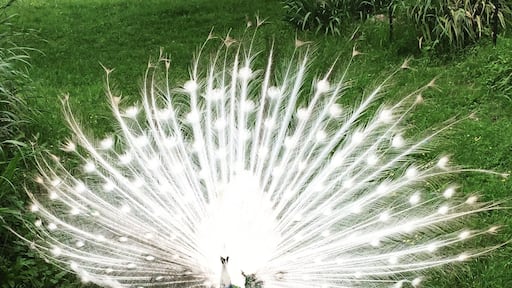 Love is peacock! Can I take him home? #peacock #arkansas #gentryzoo