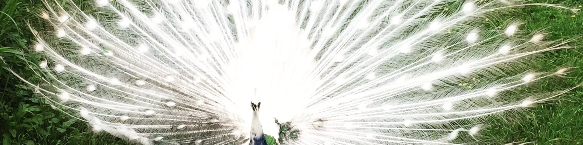 Love is peacock! Can I take him home? #peacock #arkansas #gentryzoo