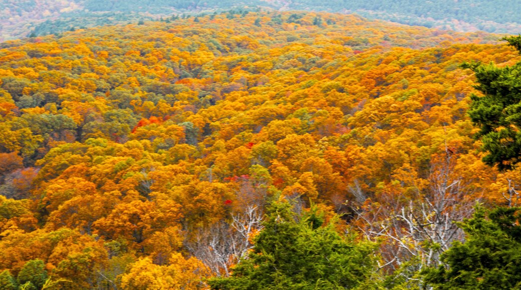 Beautiful autumn colors at Mount Magazine State Park.