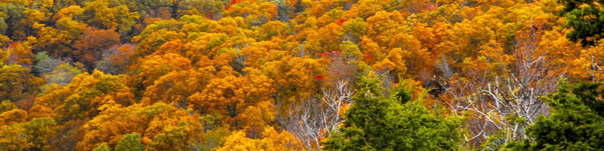 A dense forest with autumn foliage in shades of yellow, orange, and green.