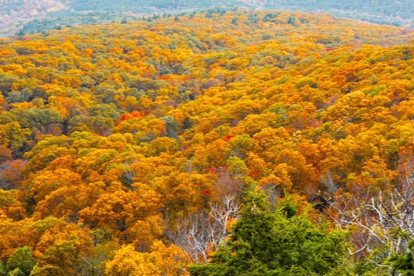 A dense forest with autumn foliage in shades of yellow, orange, and green.