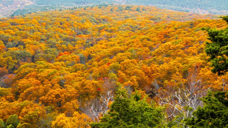 Parc d'Ătat de Mount Magazine
