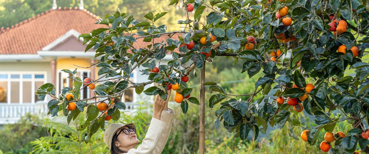 Young woman traveler enjoying with persimmon garden background in Dalat, Vietnam