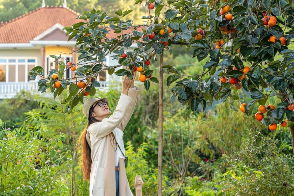 A person harvesting oranges from a tree in a lush garden.