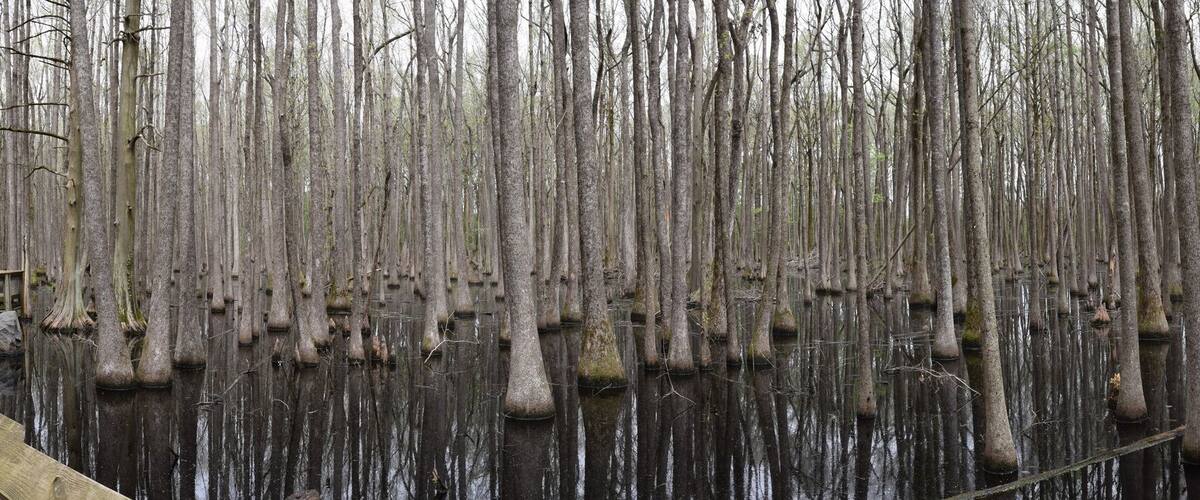 Swamp in Louisiana Purchase State Park, Arkansas