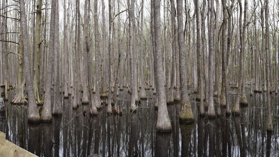 ルイジアナパーチェス州立公園