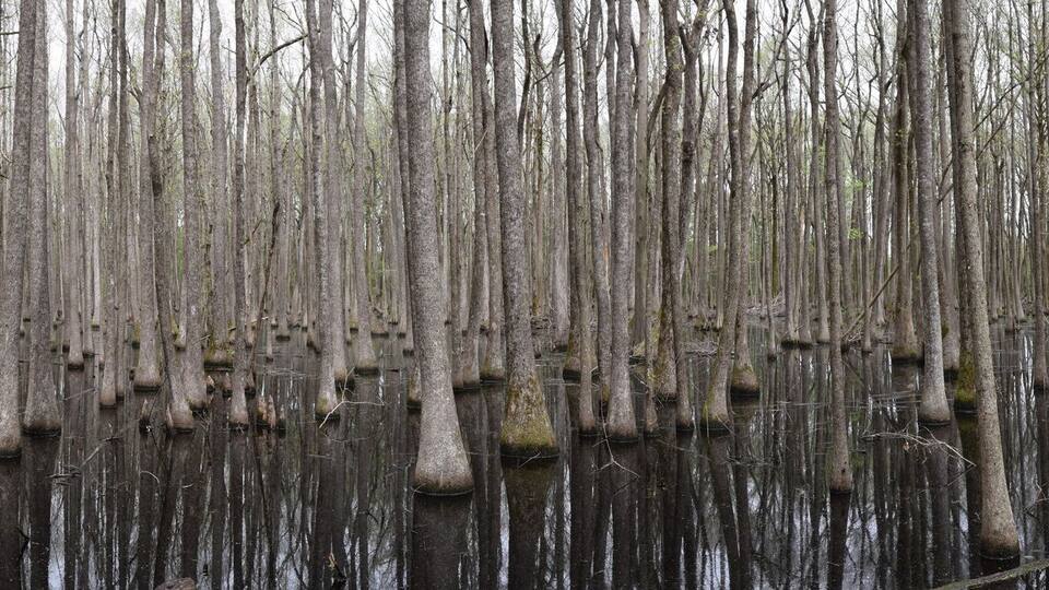 A wooden boardwalk through a swamp with tall, thin trees and water reflecting the sky.