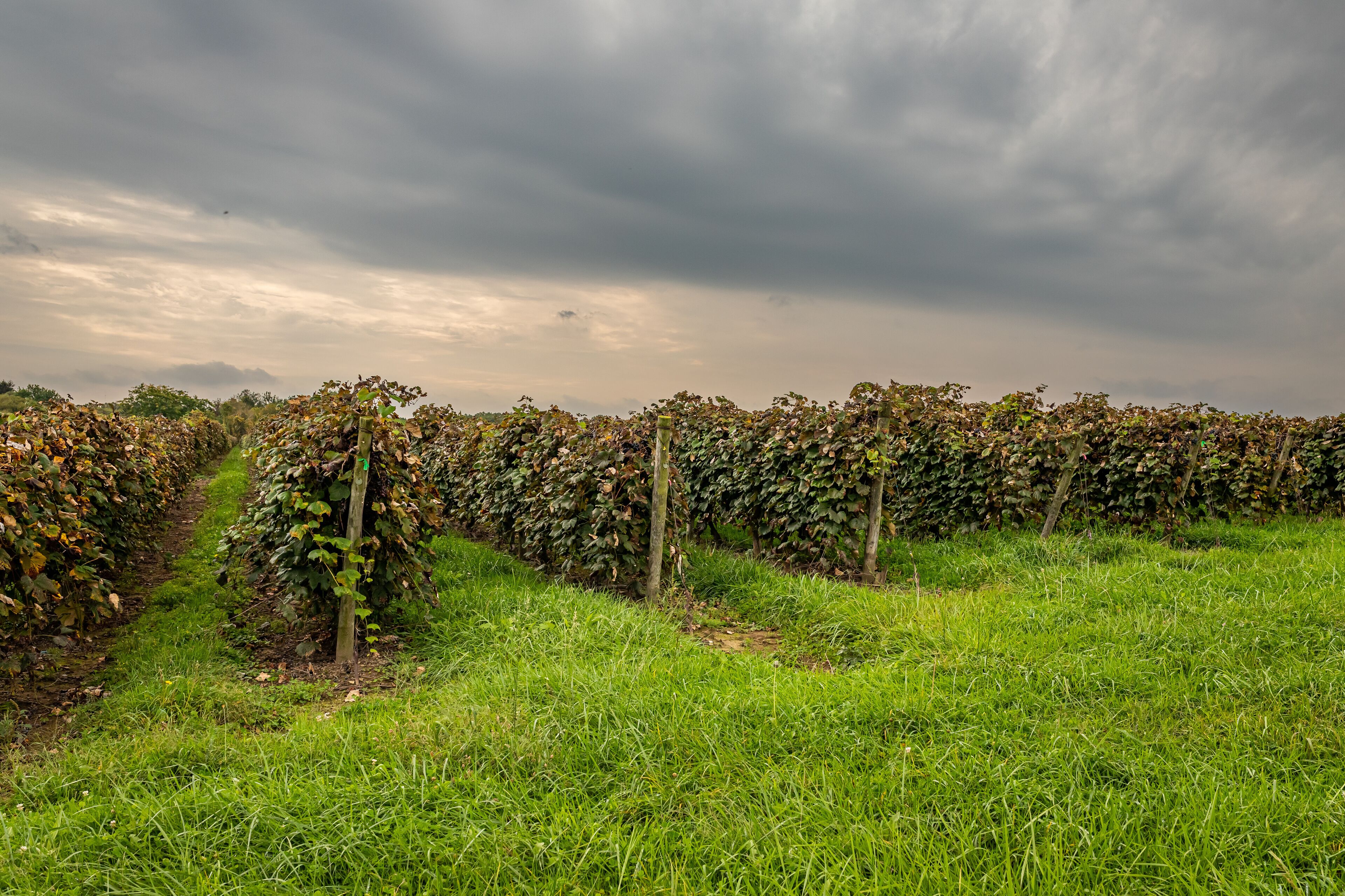 A vineyard with rows of grapevines under a cloudy sky.