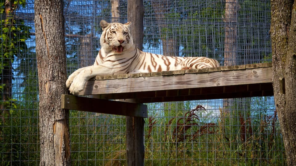 A white tiger resting on a wooden platform in a zoo enclosure.