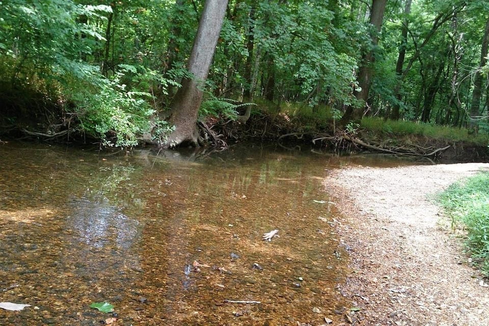 A clear stream with a gravel bed, surrounded by dense green foliage and trees.